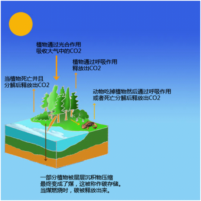 煤是一种化石燃料，所以烧煤产生的CO2排放量较高.png